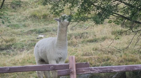 Cute alpaca portrait Видео 54414436