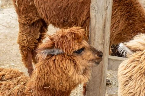 Cute alpaca with reddish wool looking sideways beside wooden pole in sunny .. Stock Photos