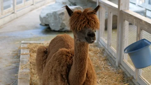 Cute alpaca in the zoo Stock Footage 126936580