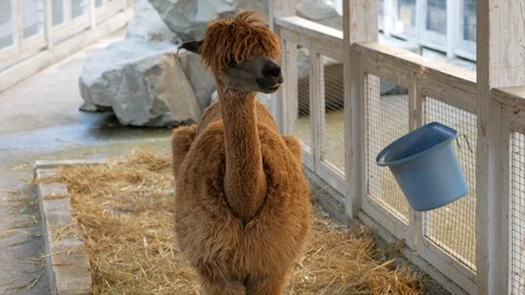 Cute alpaca in the zoo Stock Footage 126937002