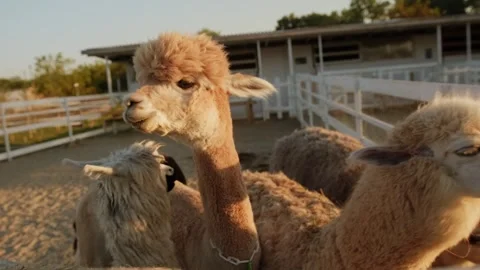 Cute alpacas looking at the camera Stock Footage 252905215
