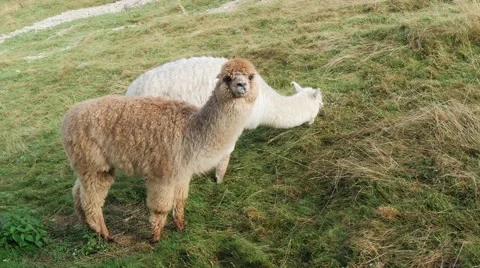 Cute alpacas portrait 库存影片 54411091