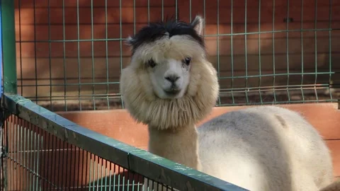Cute alpacas in the zoo Stock Footage 171929640