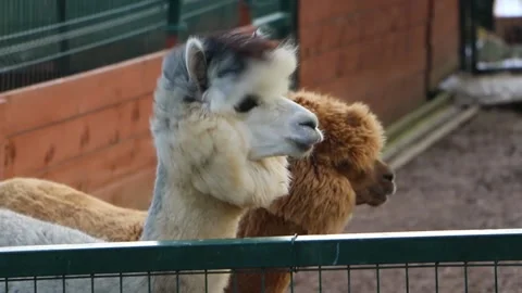Cute alpacas in the zoo Stock Footage 171929641