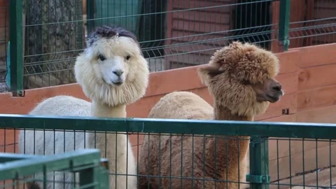 Cute alpacas in the zoo Stock Footage 171929642