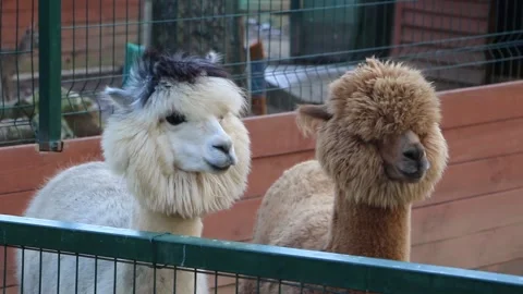 Cute alpacas in the zoo Stock Footage 171929643