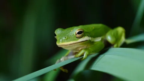 Cute American Green Tree Frog Vídeo Stock 108190054