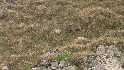 Cute American Pika Animal Collecting Harvesting Summer Grass in Rocky Mountains Stock Footage