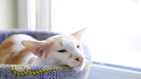 Cute Anatolian cat sleeping on soft bed Stock Footage 219866046