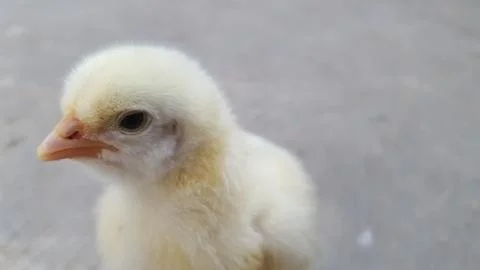Cute and adorable chicks with soft hairy 写真素材