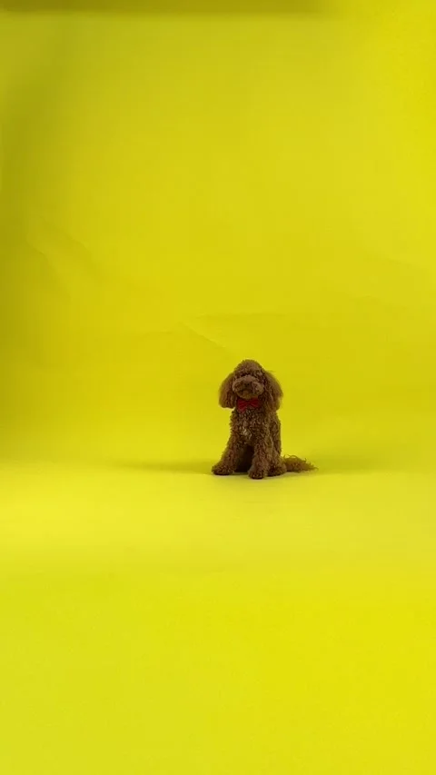 A Cute and Adorable Creature Set Against a Bright (Yellow Background) Stock Footage 301398382