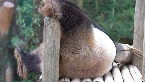Cute and adorable the Giant Panda bear sleeping on woods Stock Footage 83513875