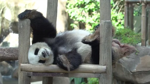 Cute and adorable the Giant Panda bear sleeping on woods Stock Footage 83514461