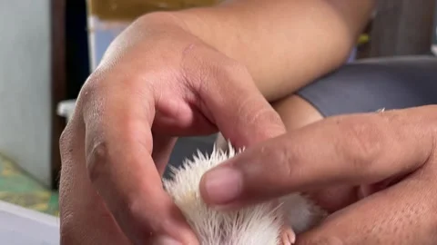 Cute and adorable pet mini hedgehog Stock Footage 288992826