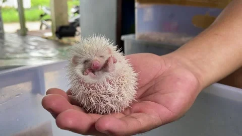 Cute and adorable pet mini hedgehog Stock Footage 288992953