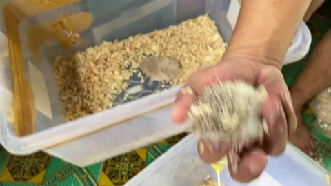 Cute and adorable pet mini hedgehog Stock Footage 288993016