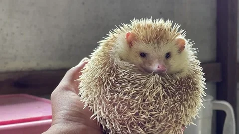 Cute and adorable pet mini hedgehog Stock Footage 288993310
