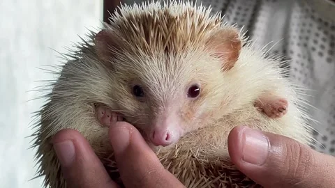 Cute and adorable pet mini hedgehog Stock Footage 288993312