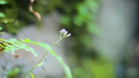 Cute and beautiful tiny Purple Flowers Stock Footage 237587575