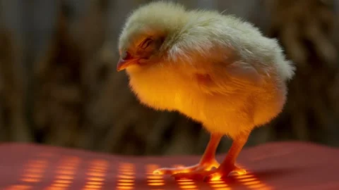 A Cute and Charming Yellow Chick Enjoying a Relaxing Moment in the Soft and Warm Stock Footage 309543603