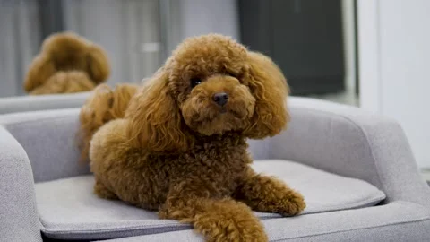 A cute and cuddly Poodle is completely relaxed while comfortably laying on a Stock Footage 305541292