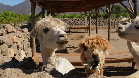 Cute and curious alpacas resting inside an outdoor farm enclosure on a sunny day Vidéo 343309651