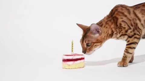 Cute and curious bengal kitten smells birthday cake studio shooting. Anniversary Stock Footage 244059935