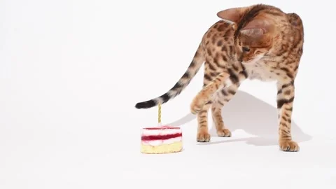 Cute and curious bengal kitten smells birthday cake studio shooting. Anniversary Stock Footage 244060134