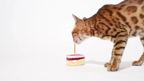 Cute and curious bengal kitten smells birthday cake and bits candle studio shoot Stock Footage 244392686