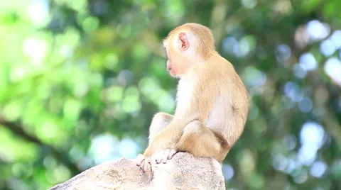 Cute and curious monkey sitting on the rock  Stock Footage 64066517