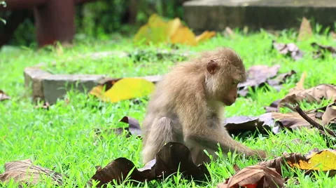 Cute and curious monkey sitting on the ground Stock Footage 64072850