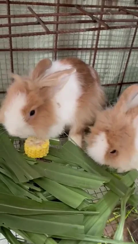 Cute and fluffy brown white rabbits eating the sweet corn Stock Footage 323055685