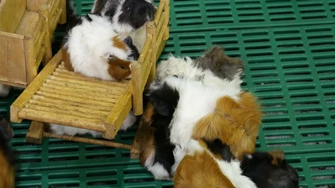 Cute and fluffy Gatsby rats Video stock 106937764