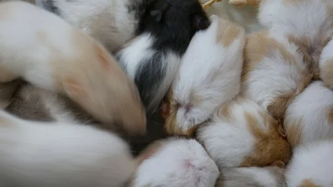 Cute and fluffy hamsters Stock-Footage 107001474