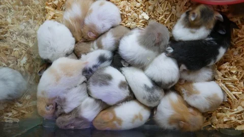 Cute and fluffy hamsters Video stock 107001718