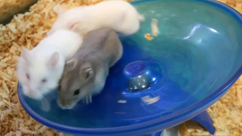 Cute and fluffy hamsters play running wheel Video stock 107001860
