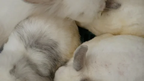 Cute and fluffy Rabbits Video stock 106937600