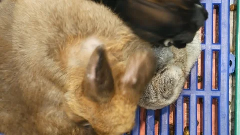 Cute and fluffy Rabbits Stock Footage 106937945