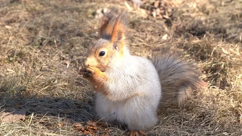 A cute and fluffy squirrel nibbles pine nuts on the ground, in early spring on a Stock Footage 126721699