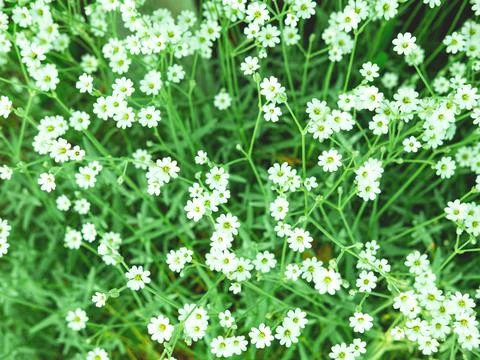 The cute and fresh spring background of small white flowers. Selective focus. Stock Photos