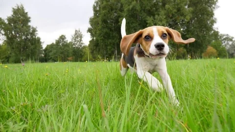 Cute and funny beagle puppy run by grass field, chase moving camera, slow motion Stock Footage