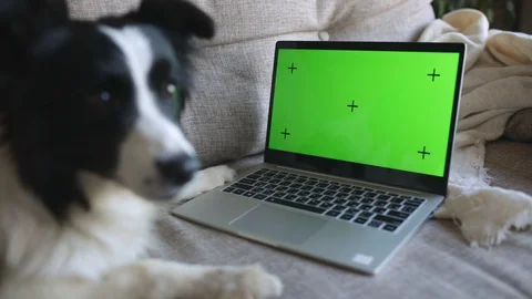 Cute and funny border collie dog lays its head on the couch, lying on the couch Vidéo 127784170
