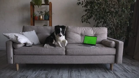 Cute and funny border collie dog lays its head on the couch, lying on the couch Stock Footage 127784242