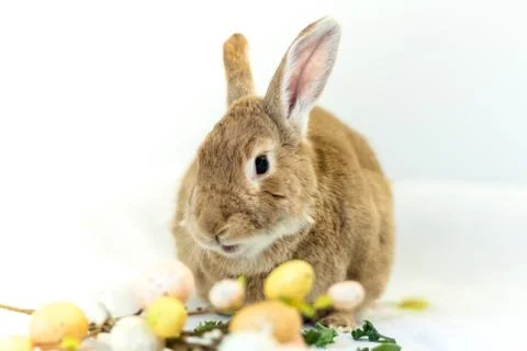 Cute and funny Easter Bunny rabbit with simple white background Stock Photos