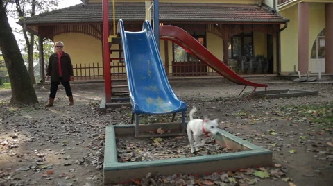 Cute and funny jack russell climbing and going down the slides. Stock Footage