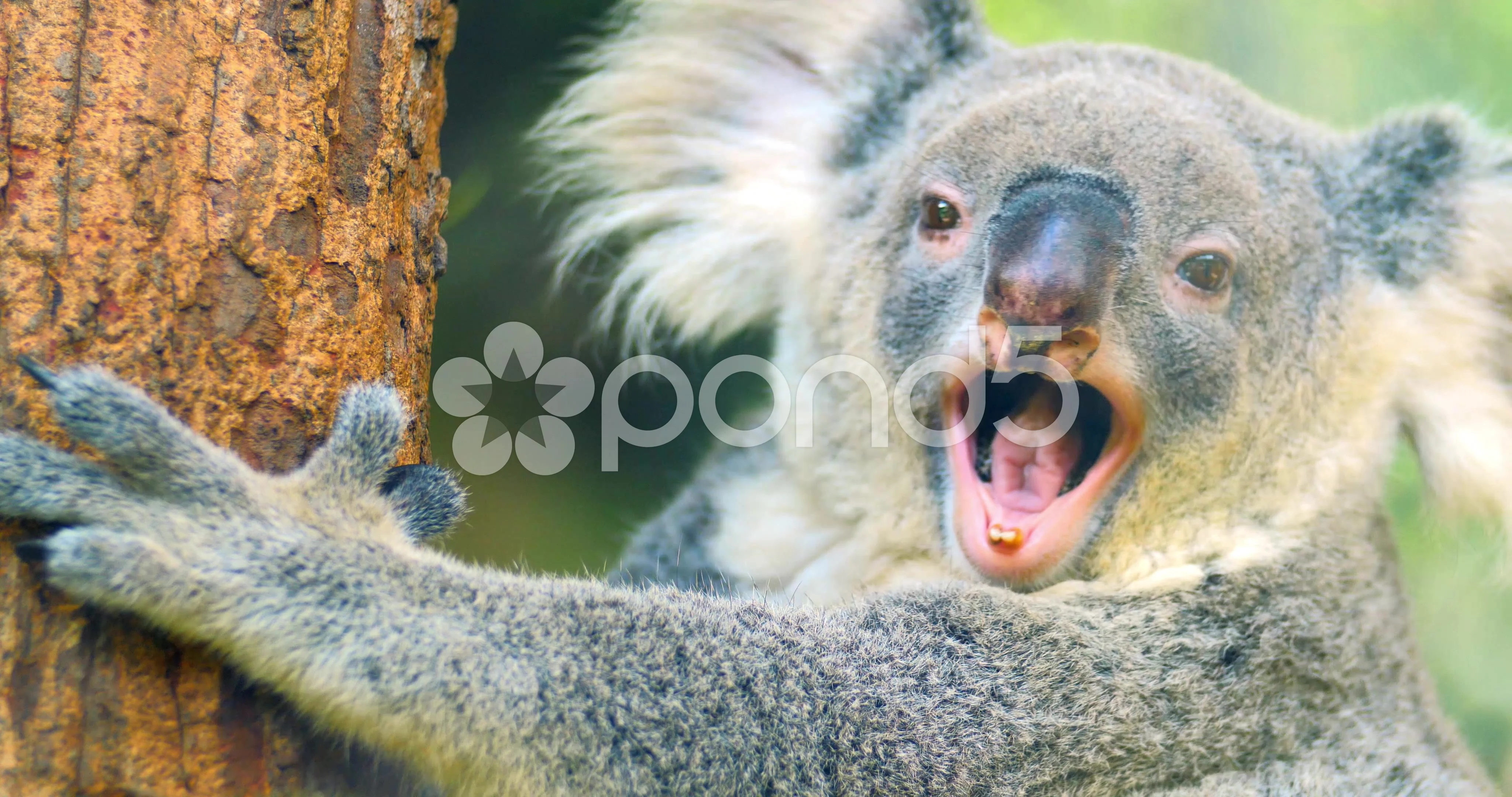 Cute and funny Koala bear yawning 4k clo, Stock Video