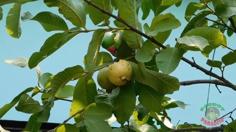 Cute and Funny Parrots Talking and Playing Stock Footage 299994432