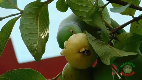 Cute and Funny Parrots Talking and Playing Stock Footage 299994433