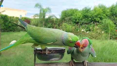 Cute and Funny Parrots Talking and Playing Stock Footage 299994452