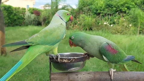 Cute and Funny Parrots Talking and Playing Stock Footage 299994455